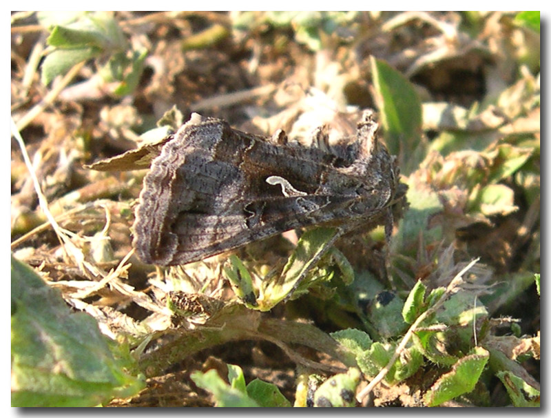 Chrysodeixis chalcites e Autographa gamma